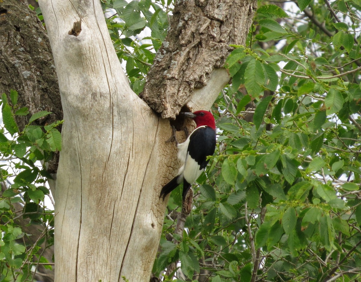 Red-headed Woodpecker - ML47953841