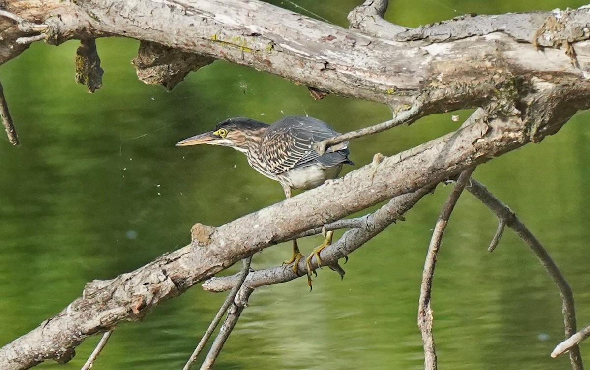 Green Heron - ML479540291