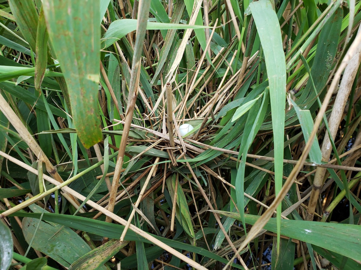 Least Bittern - Steve Calver