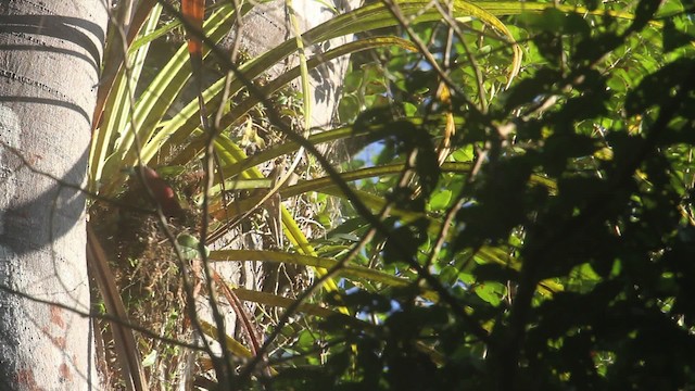 Banded Broadbill - ML479542