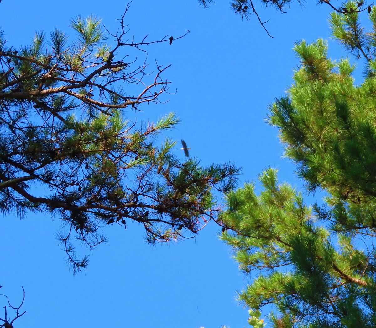 Bald Eagle - ML479542501