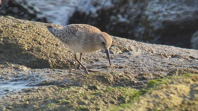 Baird's Sandpiper - ML479542741