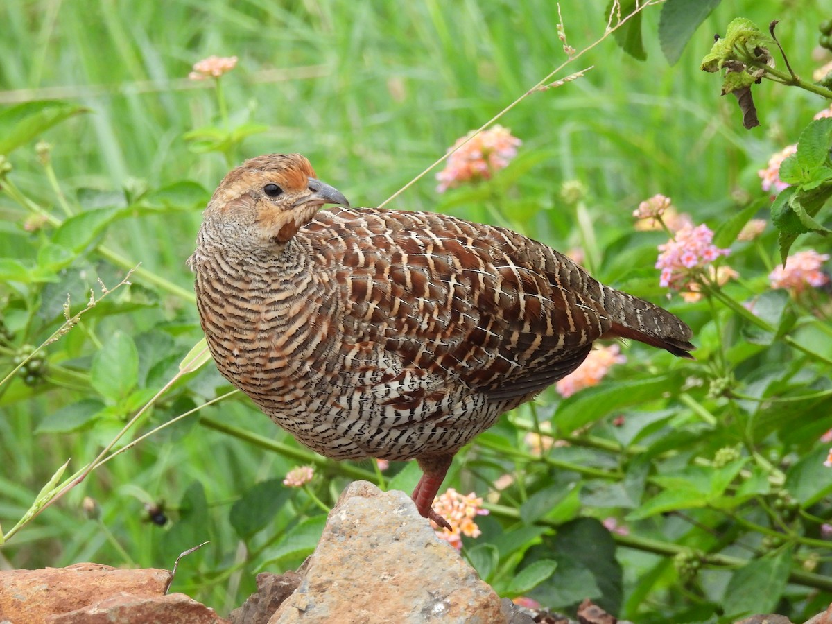Gray Francolin - ML479542751