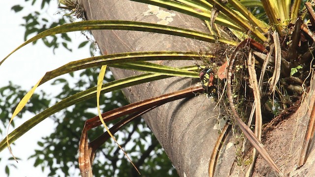Banded Broadbill - ML479544