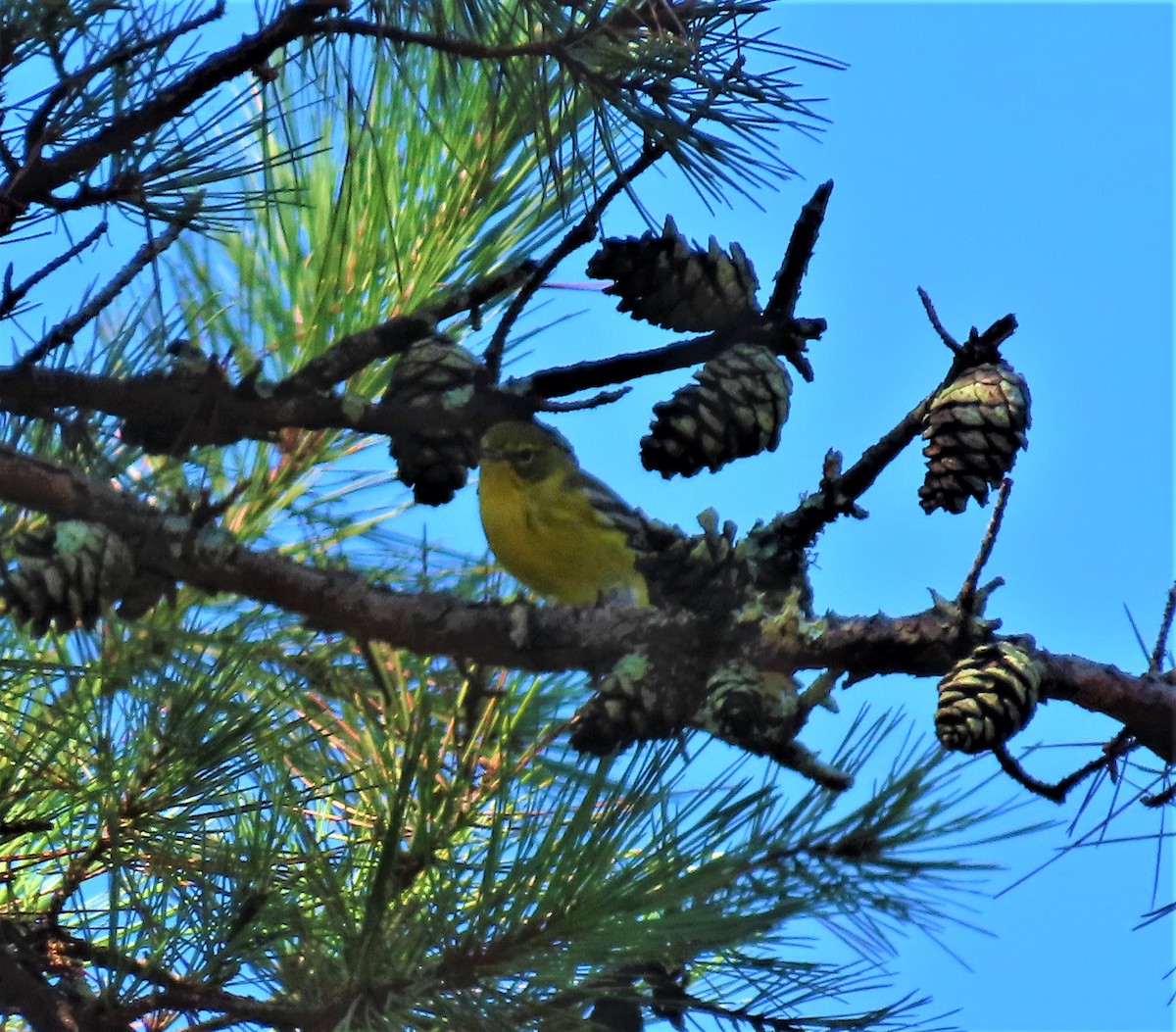 Pine Warbler - ML479544031