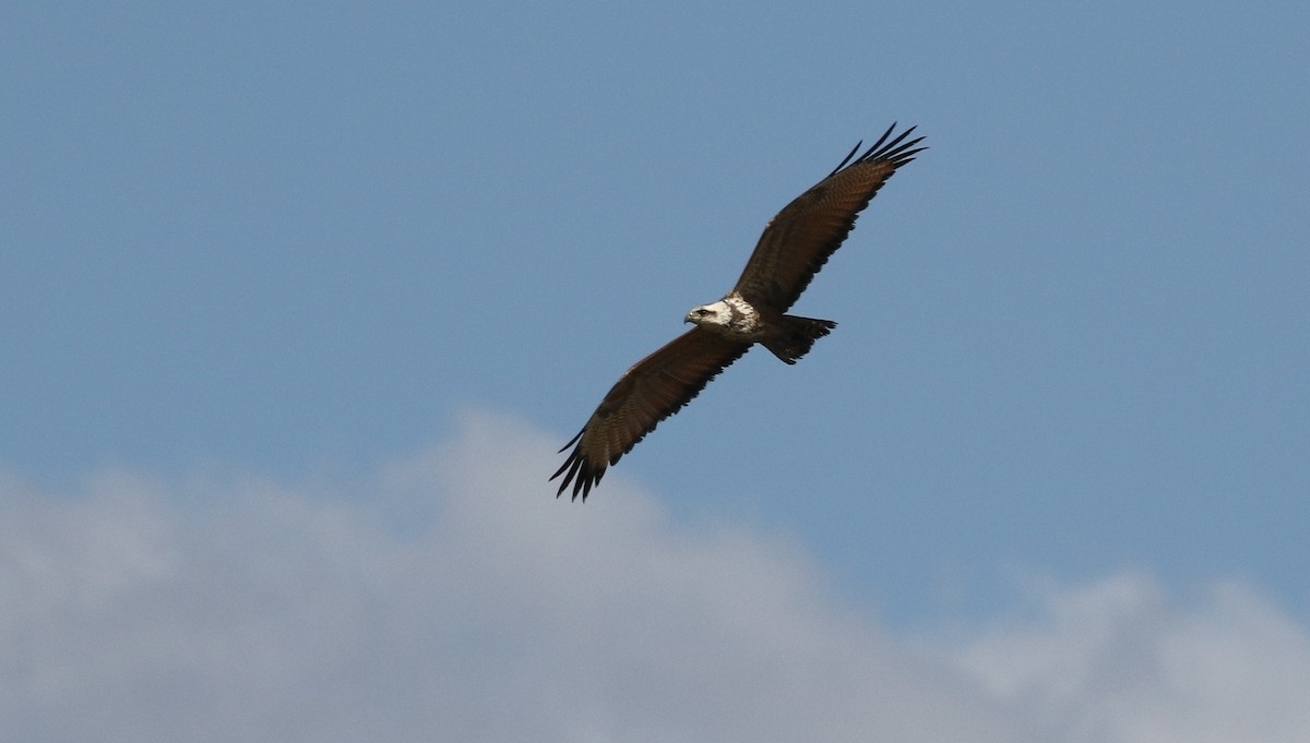 Black-collared Hawk - Richard Greenhalgh