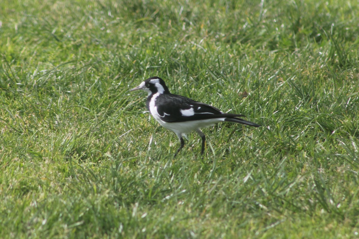 Magpie-lark - ML479545701
