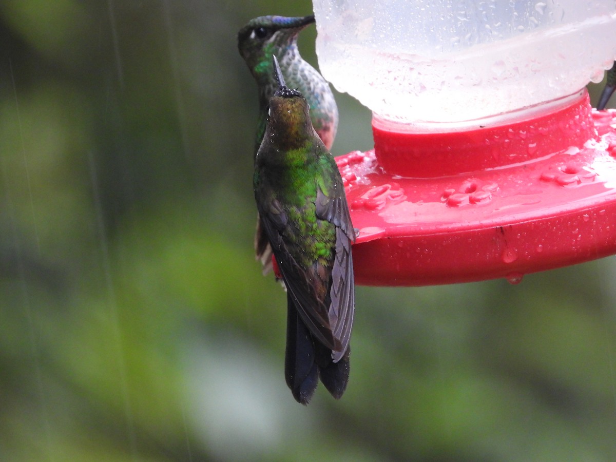 Greenish Puffleg - ML479545841