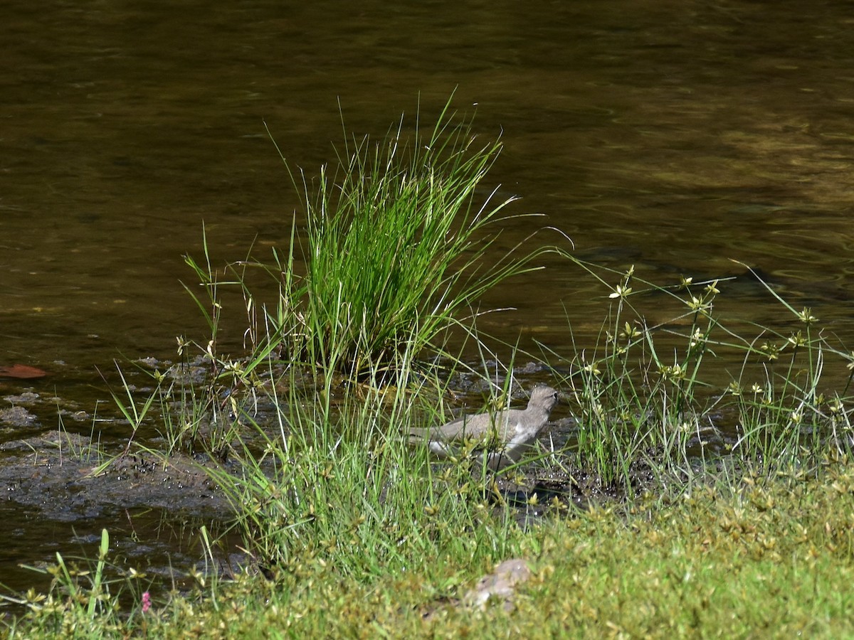 Spotted Sandpiper - ML479548551