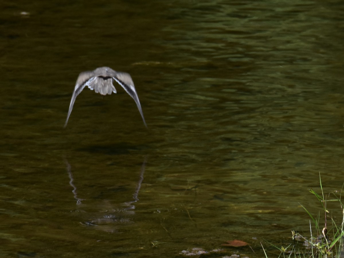 Spotted Sandpiper - ML479548601