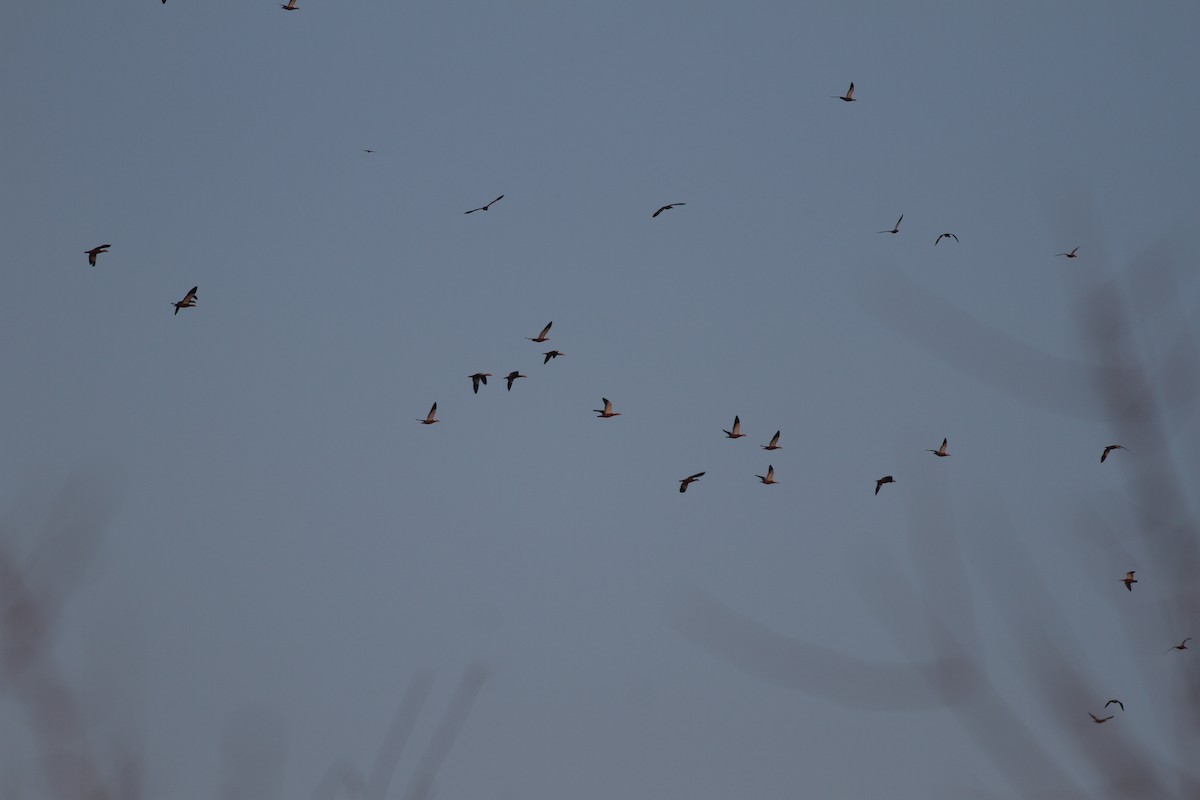 Ruddy Shelduck - ML47954951