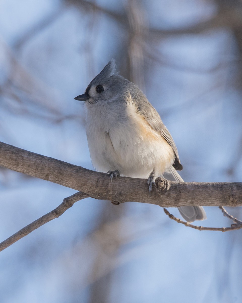 Tufted Titmouse - ML47955001