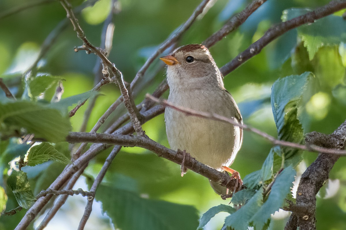 White-crowned Sparrow - Vic Hubbard