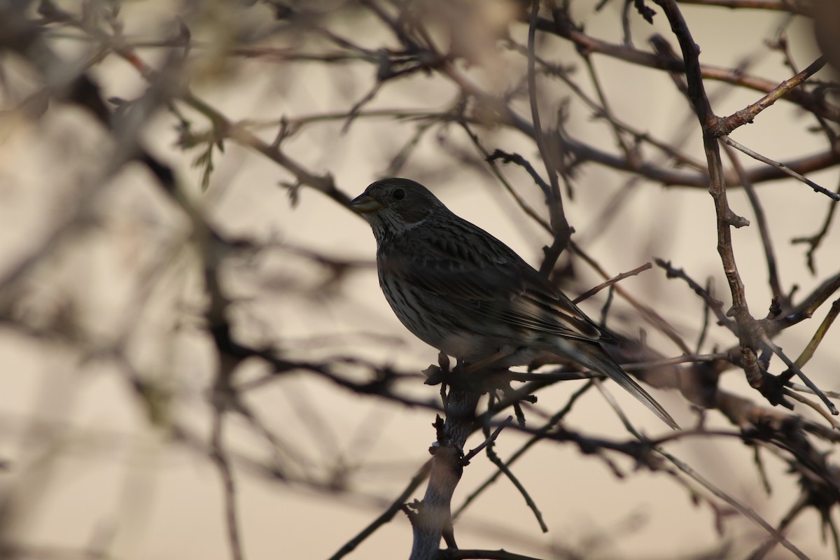 Corn Bunting - Mehmet Mahmutoğlu