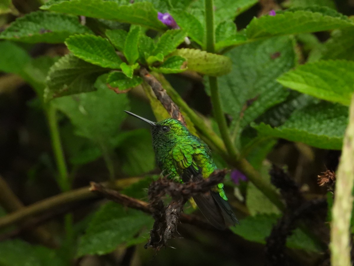 Red-billed Emerald - ML479551521