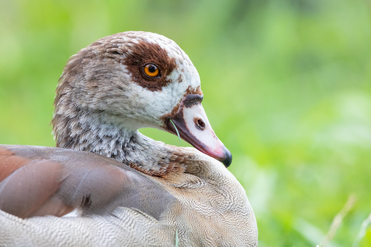 Egyptian Goose - ML479551931