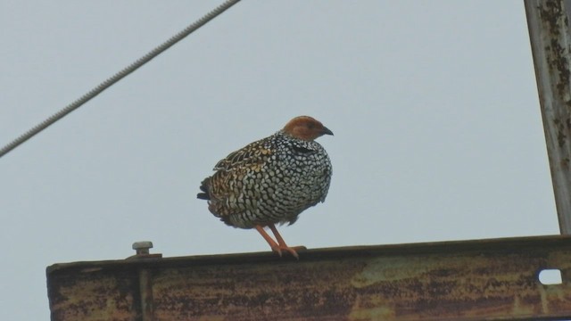 Painted Francolin - ML479552341