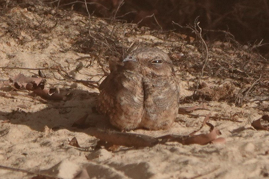 Ladder-tailed Nightjar - Terry Doyle