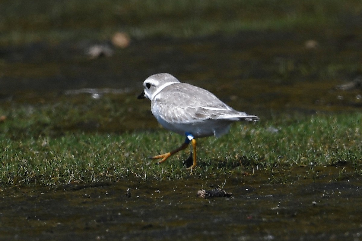 Piping Plover - ML479553581
