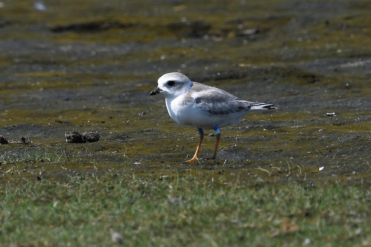 Piping Plover - ML479553591