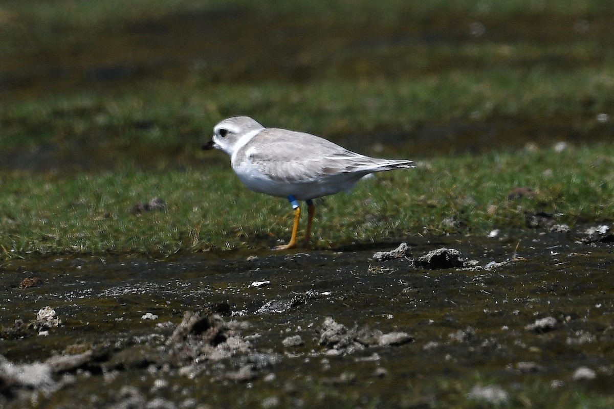 Piping Plover - ML479553601