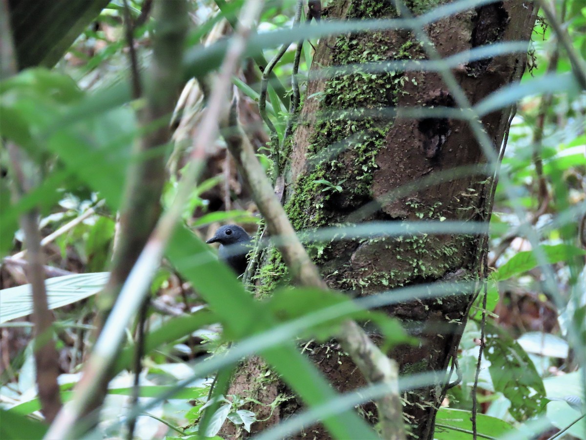 Riparian Antbird - Randy Morgan