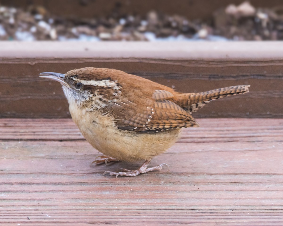 Carolina Wren - ML47955381