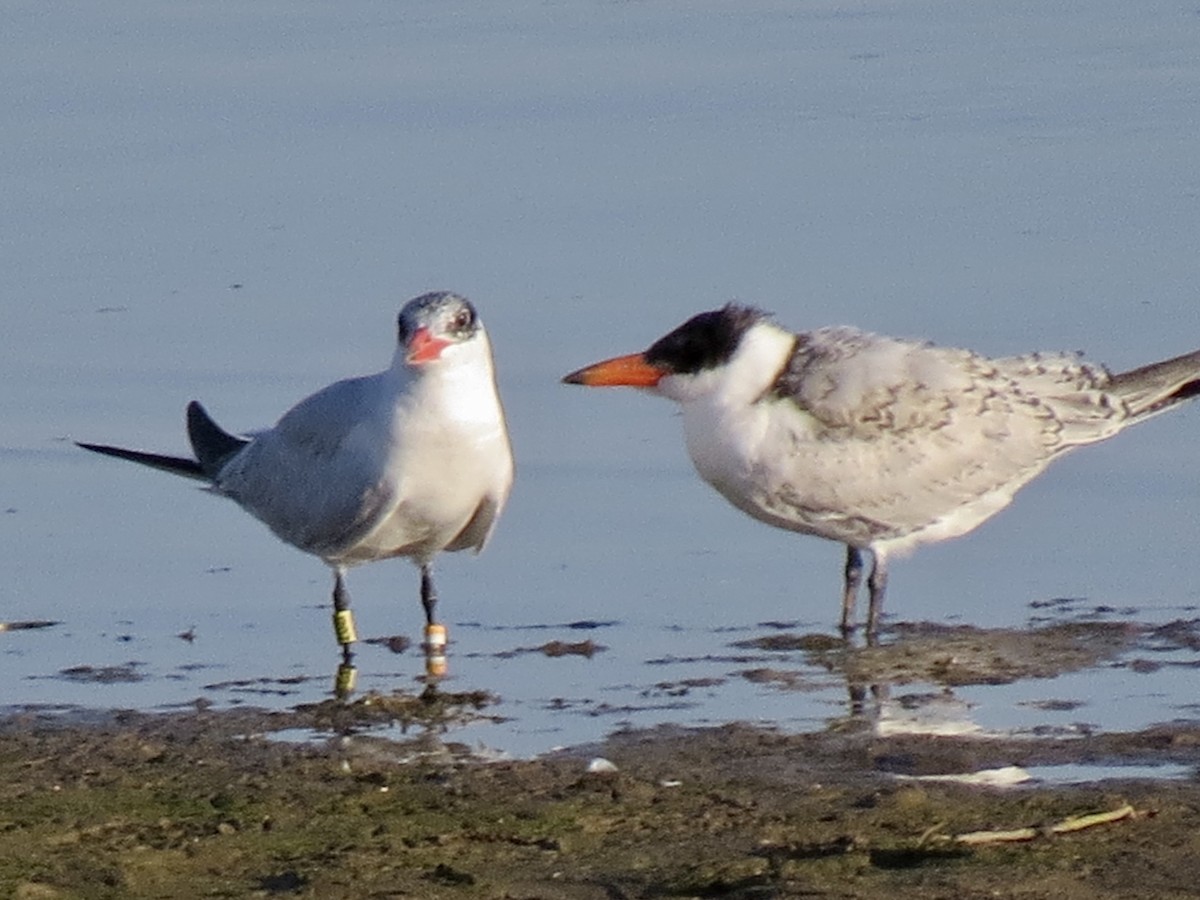 Caspian Tern - ML479555221