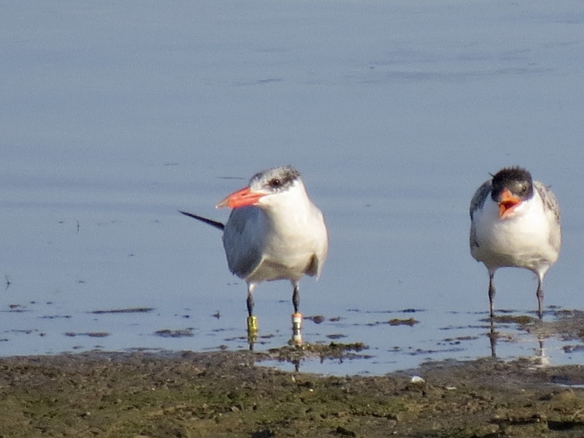 Caspian Tern - ML479555231