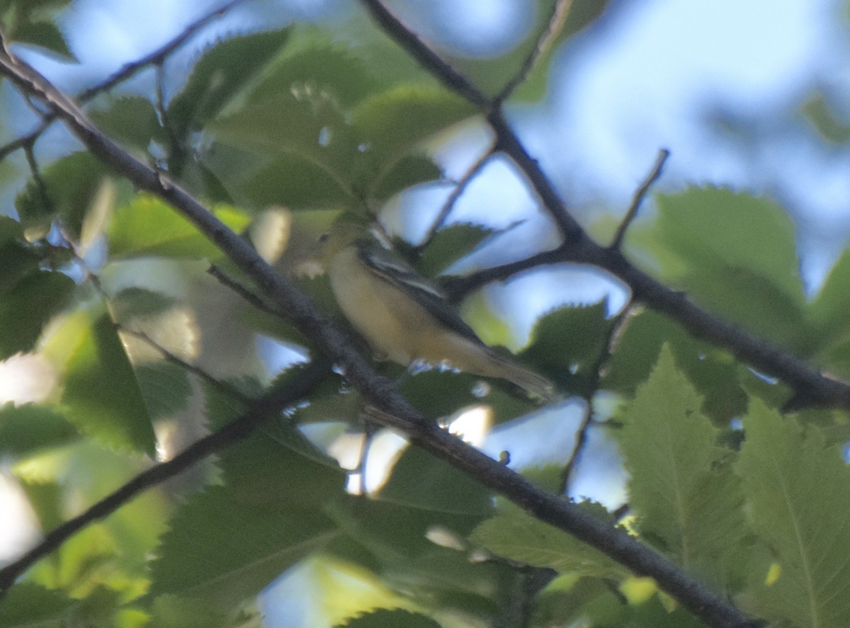 Bay-breasted Warbler - ML479555601