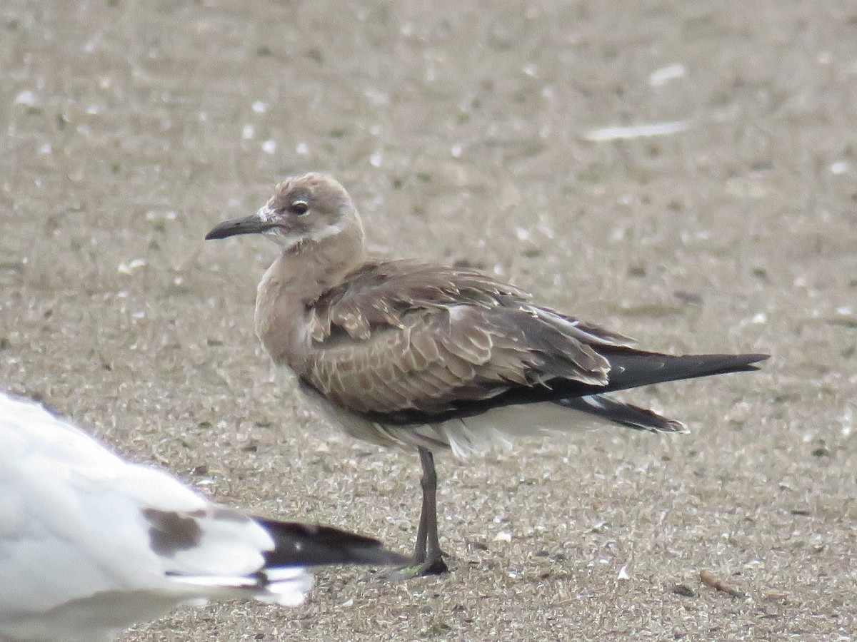 Laughing Gull - ML479555641