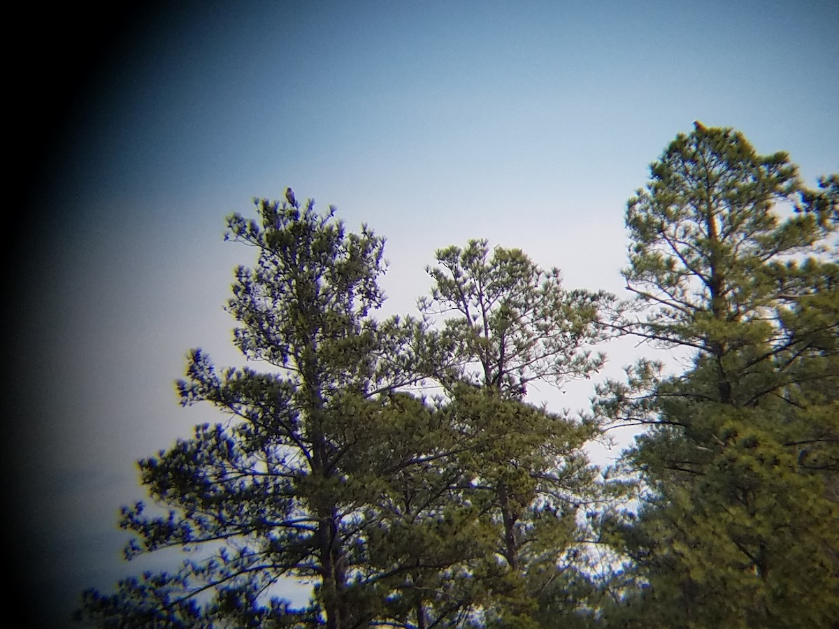 Red-tailed Hawk - ML47955621