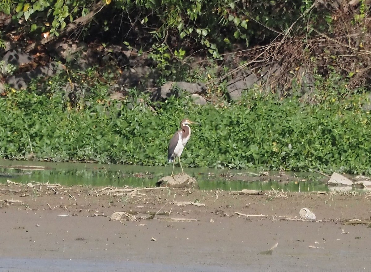 Tricolored Heron - ML479558001