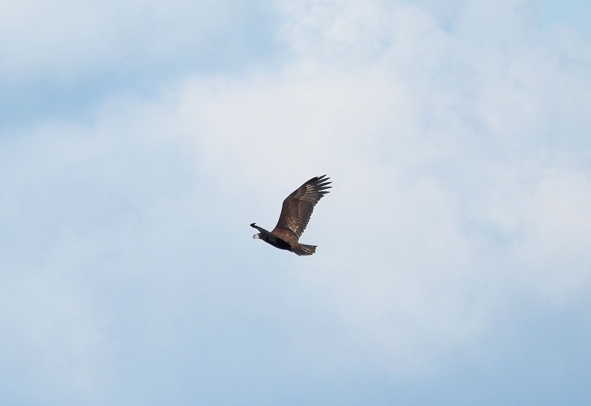 Bald Eagle - ML479558501