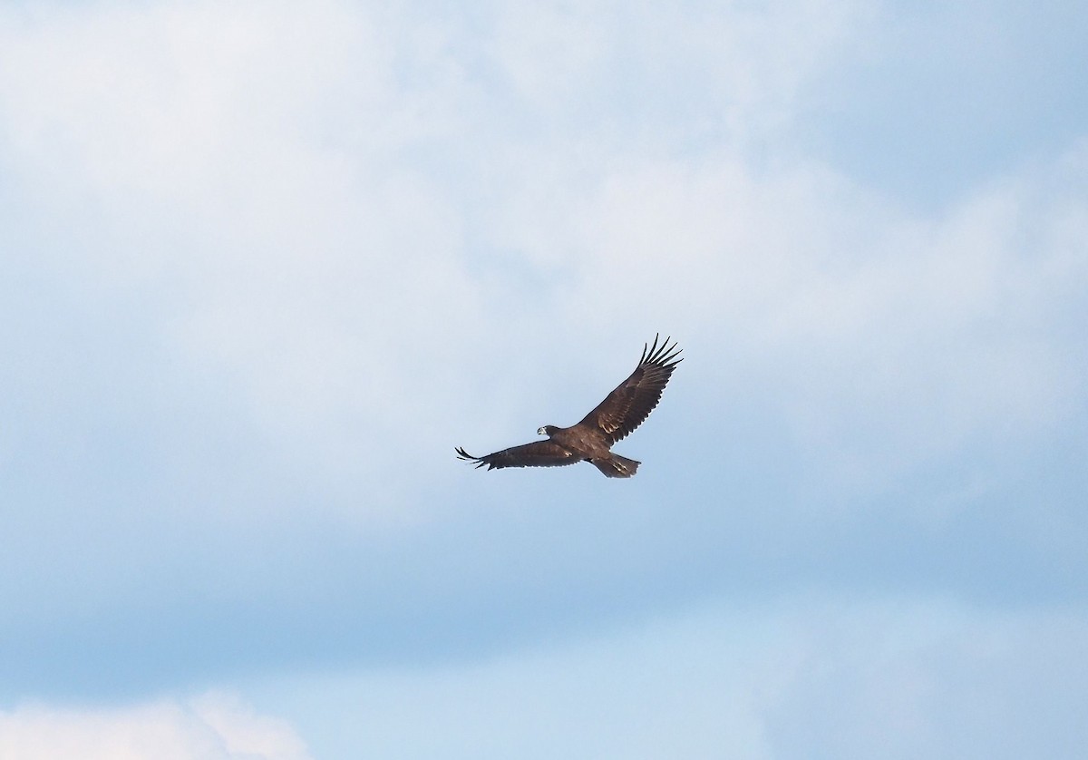 Bald Eagle - ML479558511