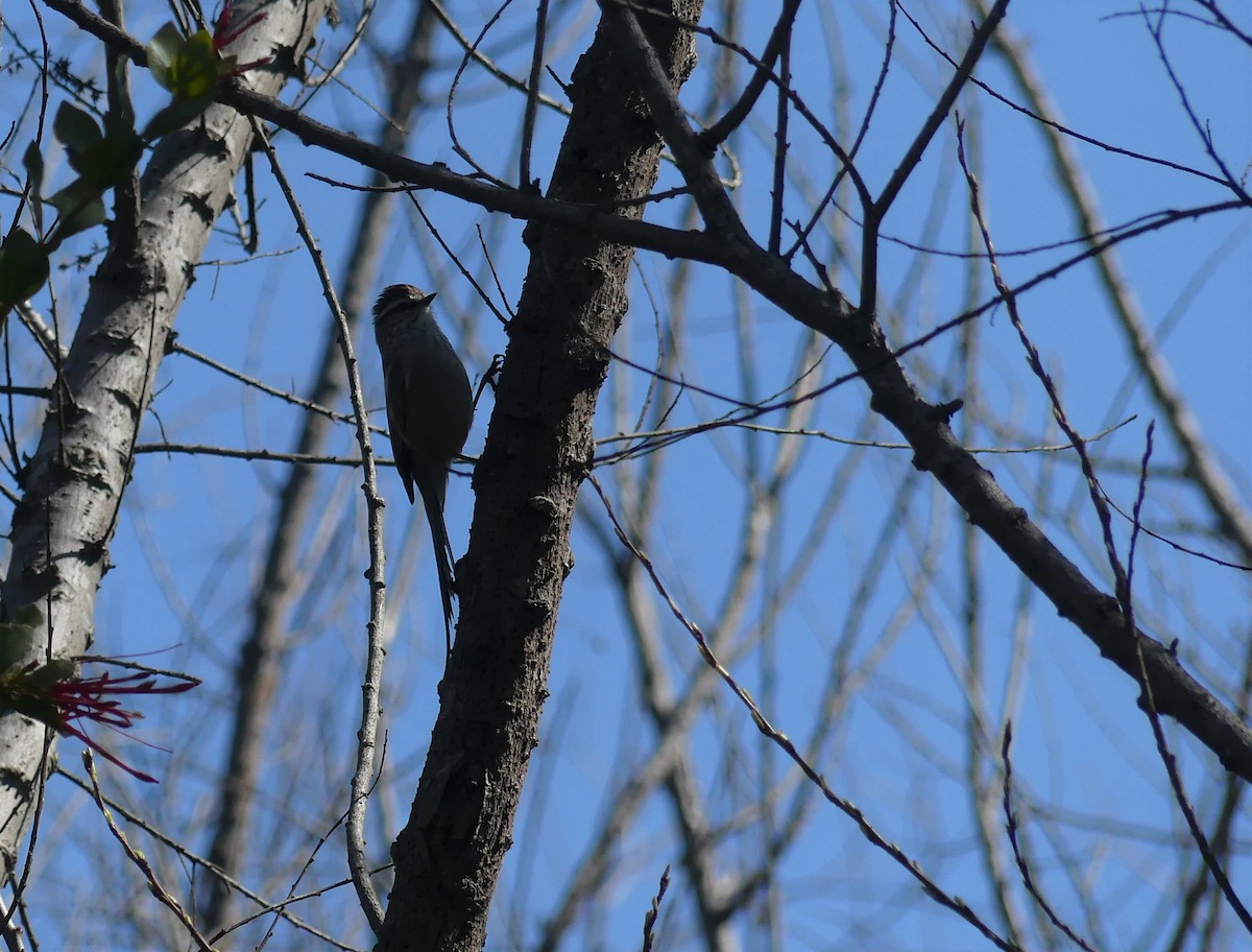 Plain-mantled Tit-Spinetail - ML479558851