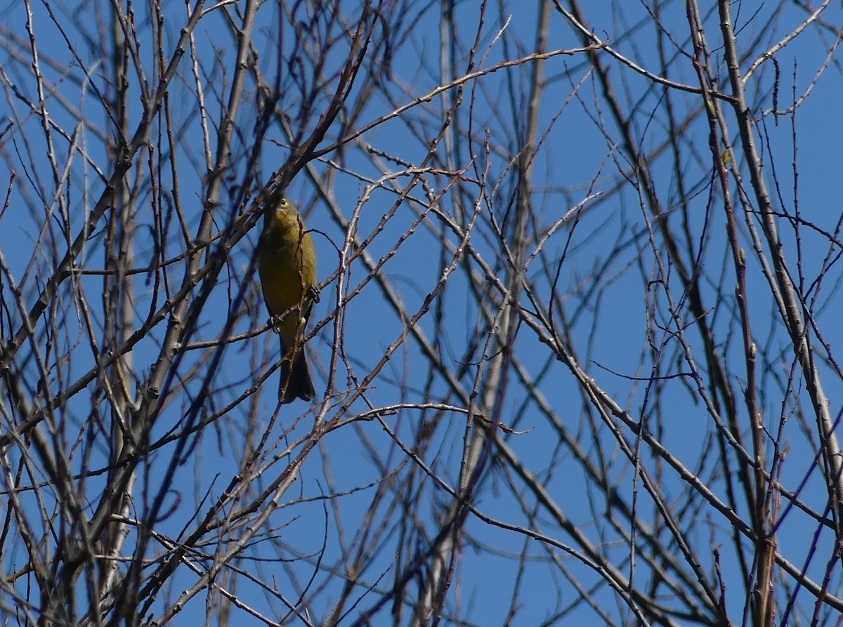 Grassland Yellow-Finch - ML479559001