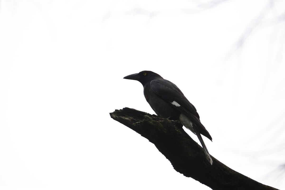 Pied Currawong - ML479559401