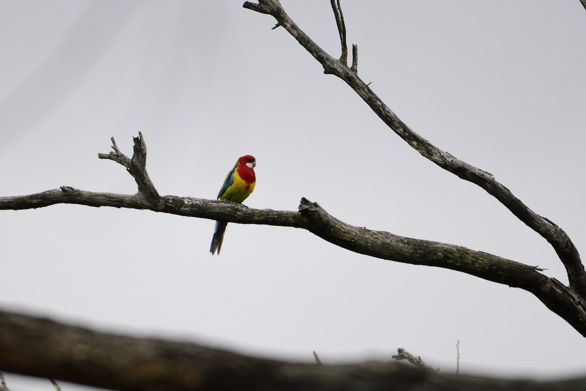 Eastern Rosella - ML479560111