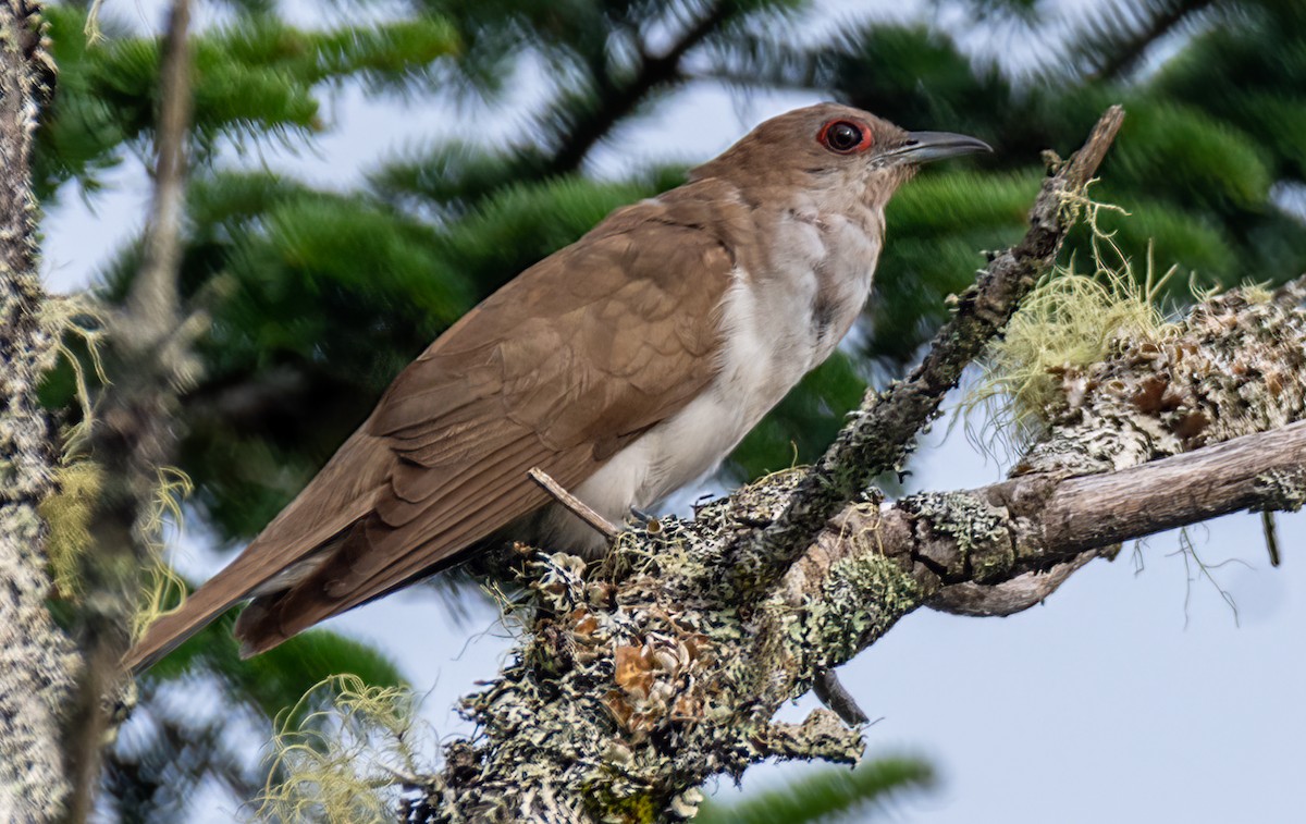 Black-billed Cuckoo - Jim Carroll