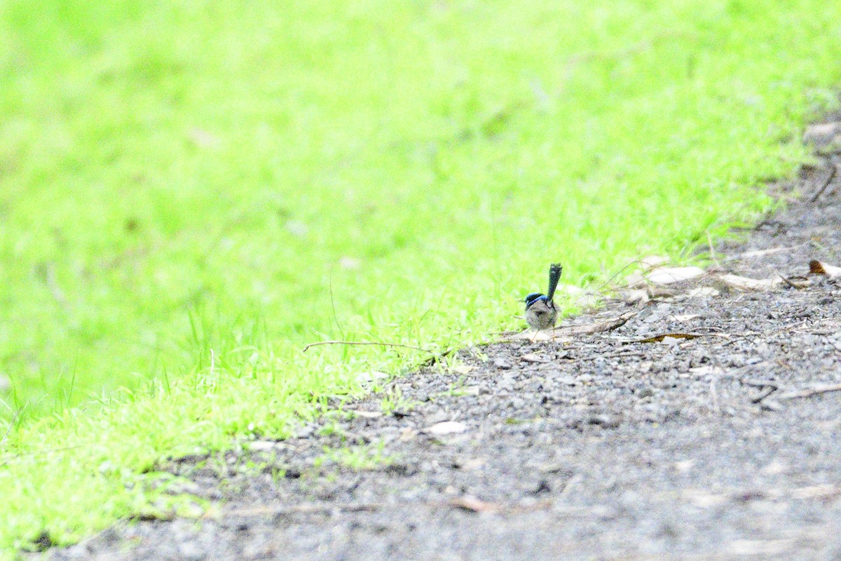 Superb Fairywren - ML479561511