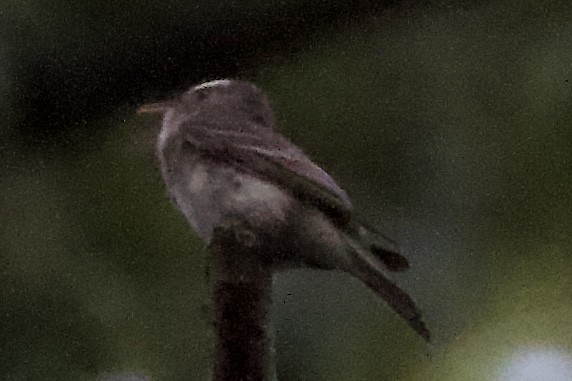 Eastern Wood-Pewee - ML479561811