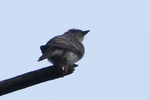 Eastern Wood-Pewee - ML479561821