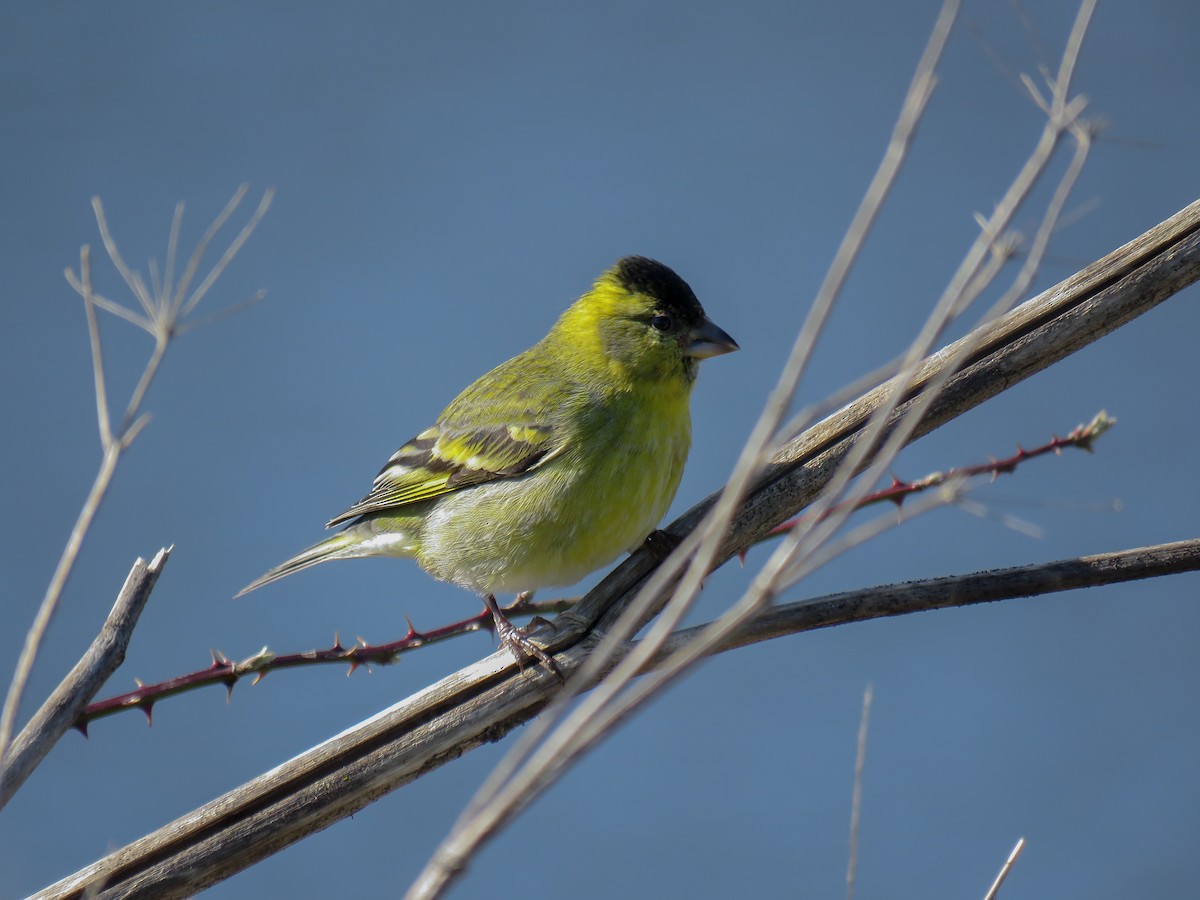 Black-chinned Siskin - ML479562201
