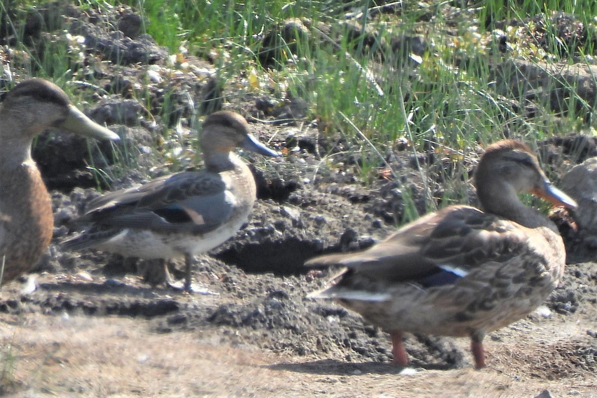 Green-winged Teal - ML479562551