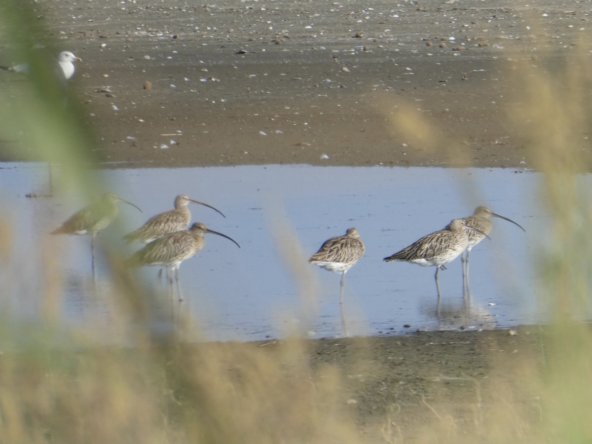 Eurasian Curlew - ML479562641