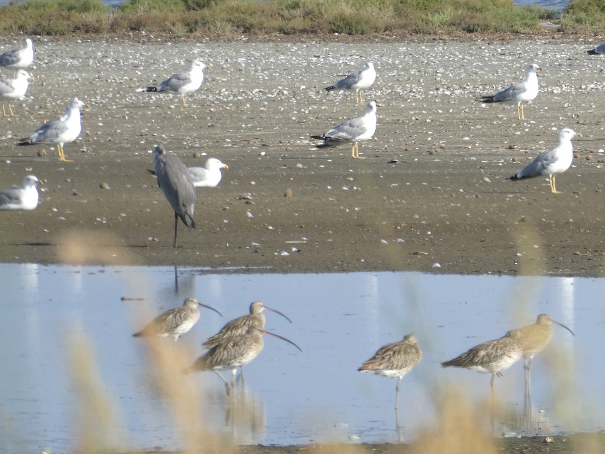 Eurasian Curlew - ML479562651