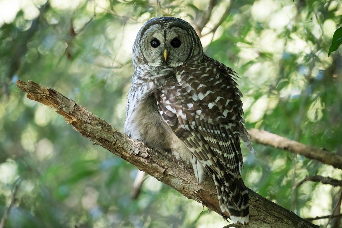 Barred Owl - ML479563151