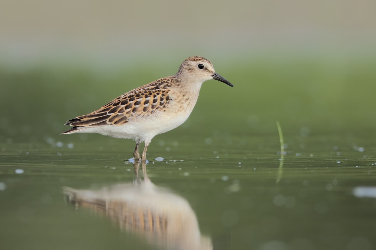 Least Sandpiper - ML479563371