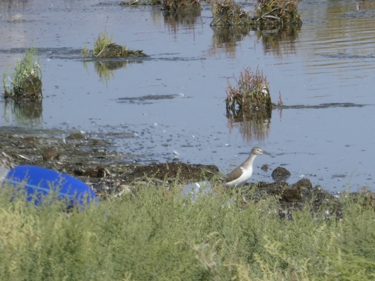 Common Sandpiper - ML479563941